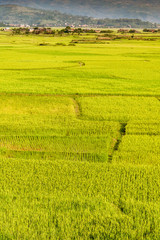 Paddy field