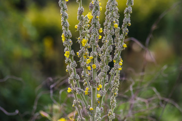 Verbascum thapsus