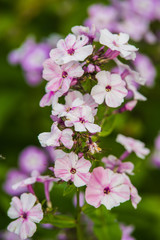 pink phlox