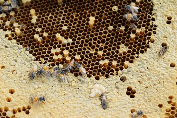 golden honeycomb in the honey