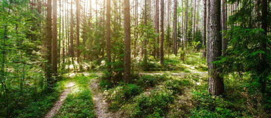 Fototapeta na wymiar Wild trees in forest