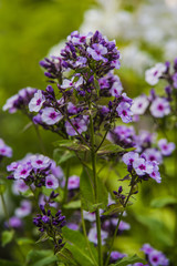 blooming phlox