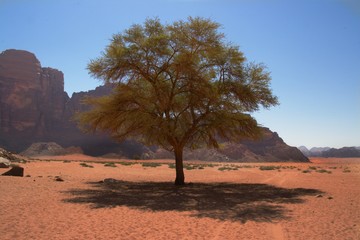 tree with green shoots in the middle of the desert of Wadi Rum, Jordan
