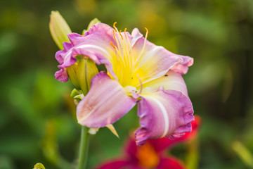 Obraz na płótnie Canvas yellow lily