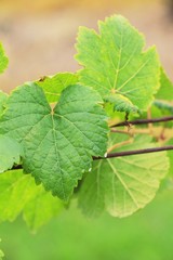 Leaves grapes in the vineyard with nature