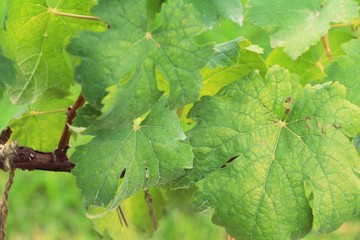 Leaves grapes in the vineyard with nature