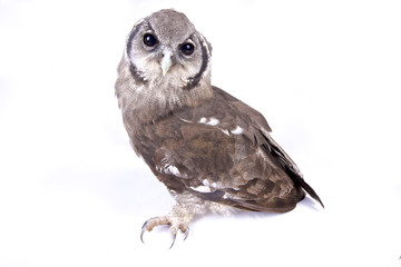 Verreaux's eagle-owl, Bubo lacteus