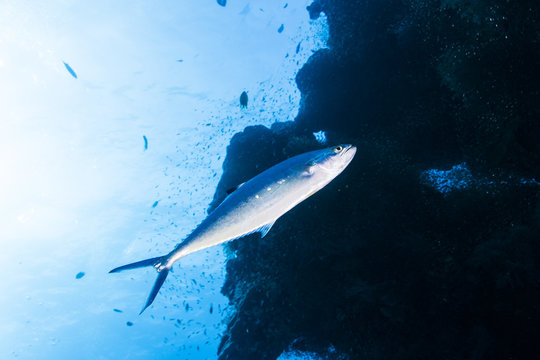 double spotted queenfish,Similan island,Thailand,2015