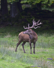 WILD LIFE - Rothirsch