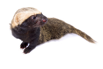 Lesser grison, Galictis cuja