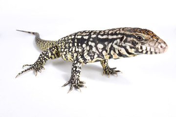 Argentine black and white tegu, Salvator merianae