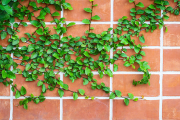 wall with Ivy.