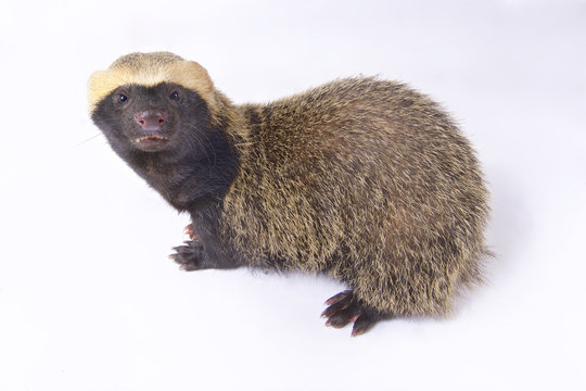 Lesser grison, Galictis cuja