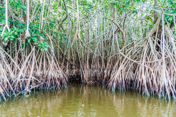 Mangrovs in the wildlife reserve Biotopo Monterrico-Hawaii, Guatemala