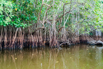 Mangrovs in the wildlife reserve Biotopo Monterrico-Hawaii, Guatemala