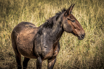 Naklejka na ściany i meble A beautiful brown mule standing in tall grass in Rathdrum, Idaho.