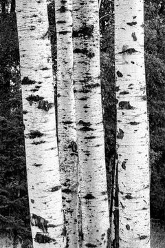 B&W of birch trees.