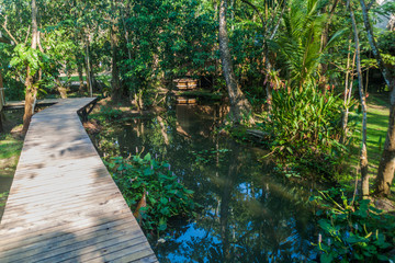 Boardwalk in a jungle near Rio Dulce river, Guatemala
