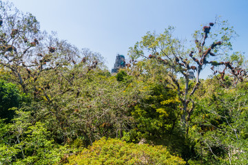 Temple ruins behind the tall trees in the National Park Tikal, Guatemala