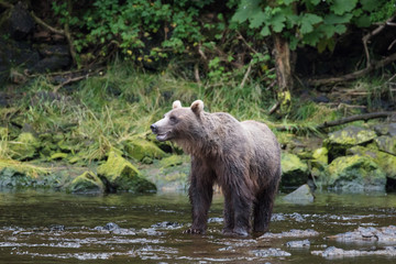 Obraz na płótnie Canvas Brown Bear hunting salmon