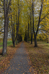 Fototapeta na wymiar Linden alley with yellow leaves in the autumn park