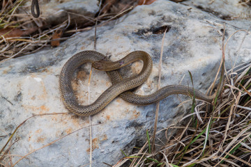 Dead Freminville's Scorpion-eating Snake (Stenorrhina freminvillei), northwestern Guatemala