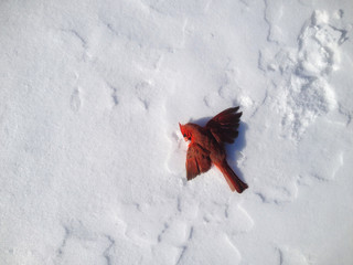 Red bird lying in snow with wings outstretched