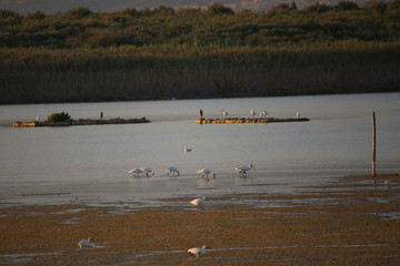 Vendicari, riserva naturale