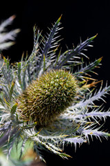 Eryngium Alpinum