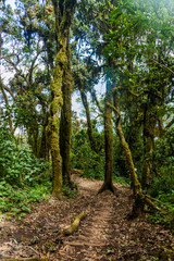 Trail through cloud forest covering San Pedro volcano, Guatemala