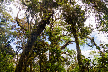 Cloud forest covering San Pedro volcano, Guatemala