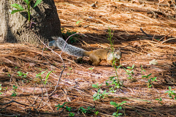 Squirrel in Santiago Atitlan village, Guatemala