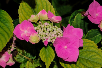 Rosa Hortensienblüten, Hydrangea 