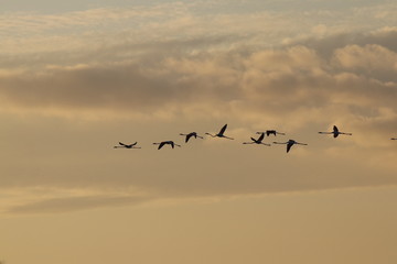 Fenicotteri in volo