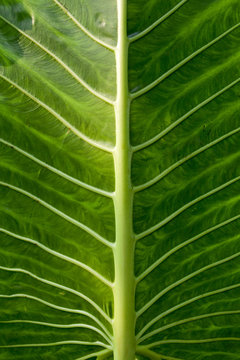Leaf veins.