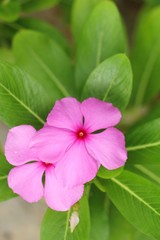 Fototapeta premium Beautiful bloom colorful flowers in the garden