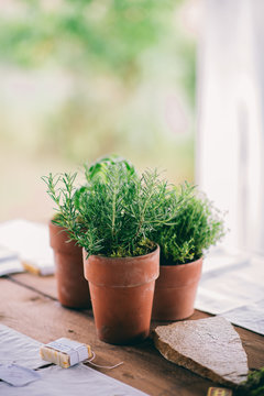 Thyme in a herb pot