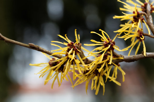 Flower Of A Chinese Witch Hazel