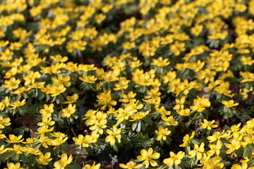 Winter aconite (Eranthis hyemalis)
