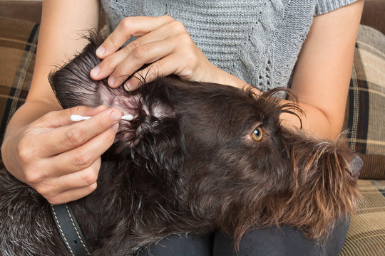 woman cleaning the ear of dog with cotton swab