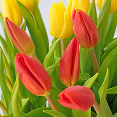 Naklejka premium red and yellow tulips closeup, strong bokeh