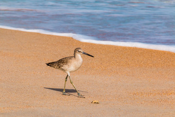 The wader walking on the sand shore of the ocean in sunny day