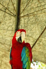 Macore bird parrot beautiful in the zoo