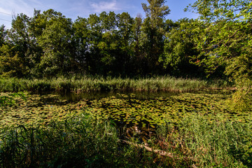 Fototapeta na wymiar Large pond in the forest of Lobau