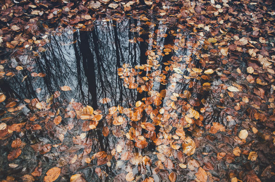 Autumn  lake with fallen leaves in forest