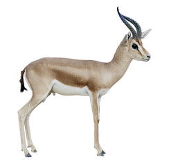 Antelope isolated on white background © Ali Alawartani