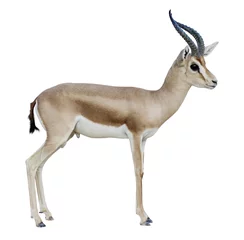Fotobehang Antilope geïsoleerd op witte achtergrond © Ali Alawartani