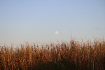 Obraz premium Vendicari, riserva naturale