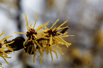 Flower of a Chinese witch hazel