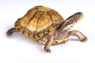 Obraz premium Gulf Coast box turtle, Terrapene carolina major